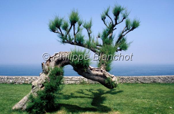 espagne asturies 12.jpg - Tamaris en bordure de côteTamarix, TamaricacéesLlanes, Asturies, Espagne